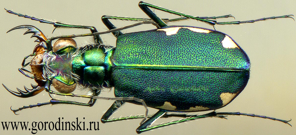 http://www.gorodinski.ru/cicindela/Lophyridia funerea assimilis.jpg